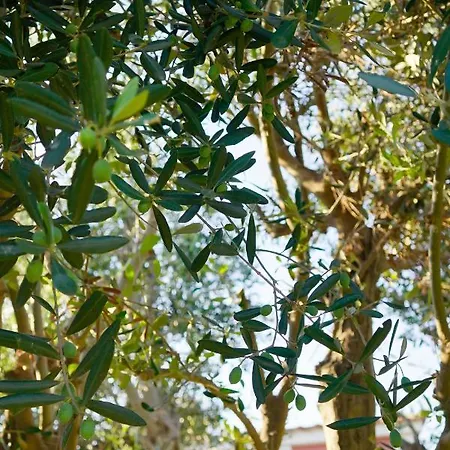 Olea In